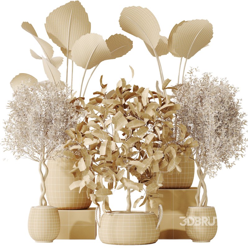 AV Indoor plants set 161 Arbequina Wilsonii Chemlali Olive and Ravenala Banana Strelitzia Nicolai and Briful Pachira Aquatica Image 9