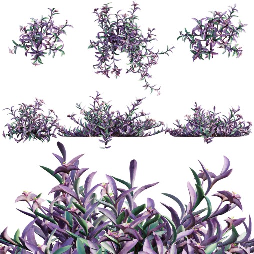 Tradescantia pallida – Purple Heart