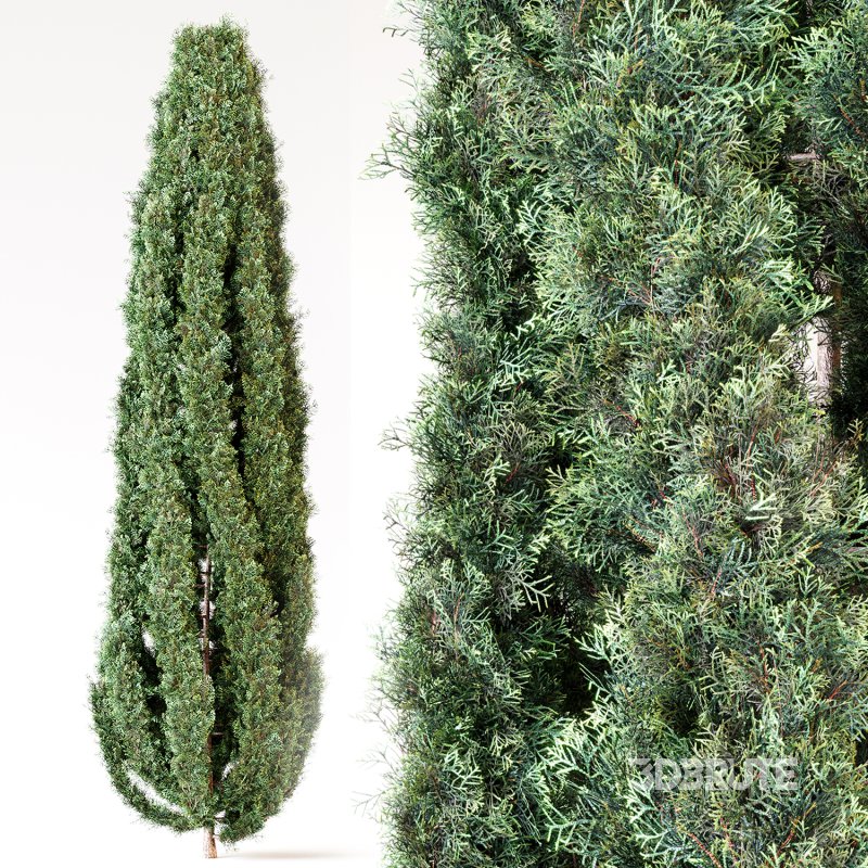 Cypress tree 01 Image 4