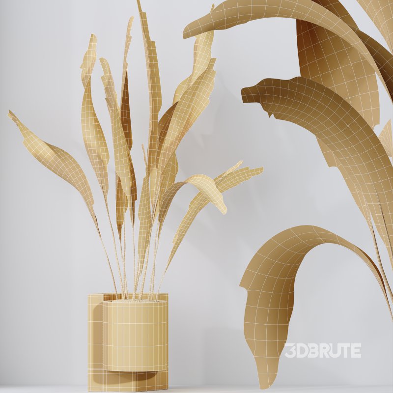 AV Indoor plants set 167 Aspidistra Elatior and Warneckii Lemon Lime and Mission Olive Tree Image 13