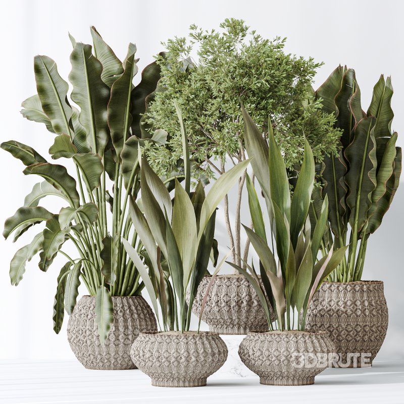 AV Indoor plants set 164 Ravenala Banana Strelitzia Nicolai Bird and Aspidistra Elatior and Arbequina Wilsonii Chemlali Olive Image 4