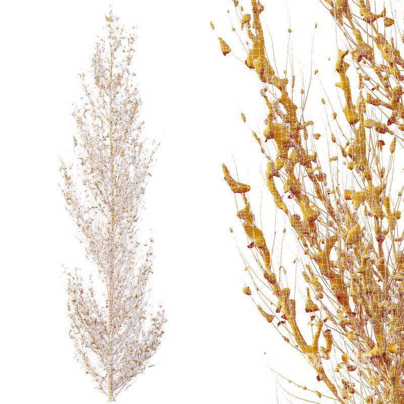 AV Plants Acer X freemanii Freeman Maple Sapindaceae Armstrong Winter Snow Image 4