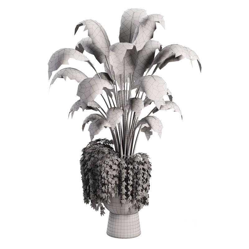 Canna indoor plent Image 1