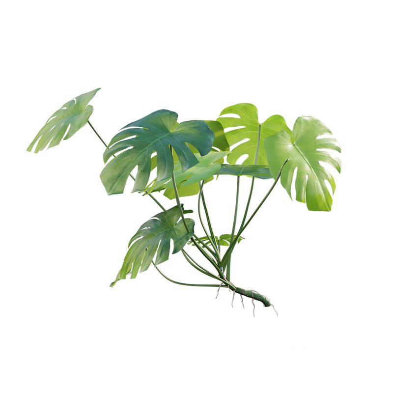 Monstera deliciosa Image 6