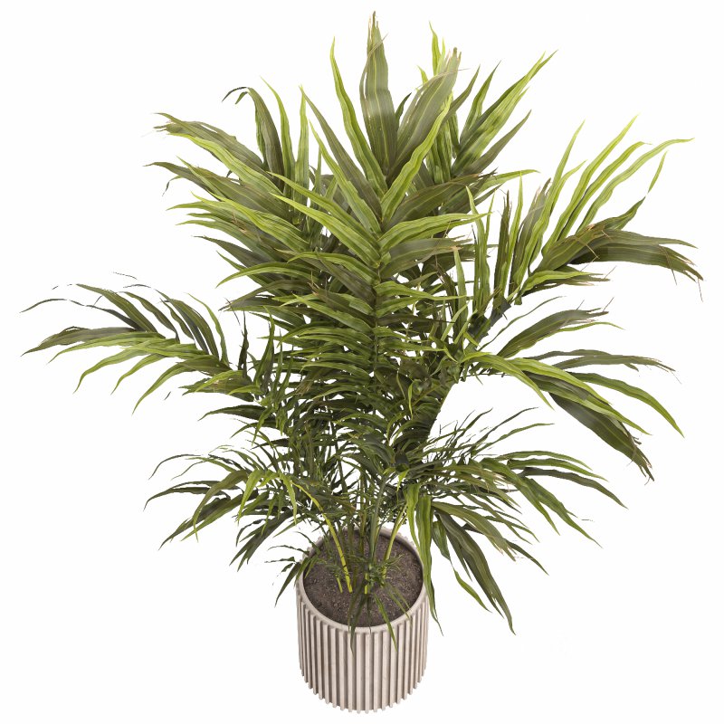 Indoor plant 02 Image 2