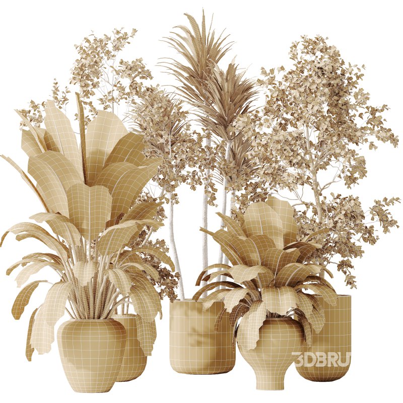 AV Indoor plants set 171 Beech Olea Europaea Olive and Mission Arbequina Olive and Ficus Robusta Abidjan Image 7