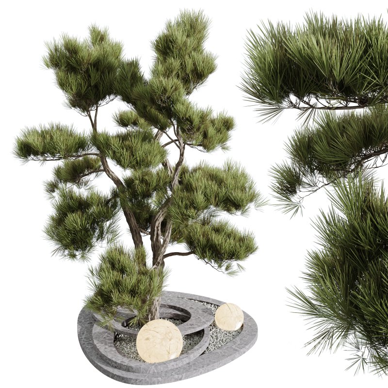 AV Mission Kalamata Leccino Arbequina Wilsonii Chemlali Olive HousePlants Set50 Image 2