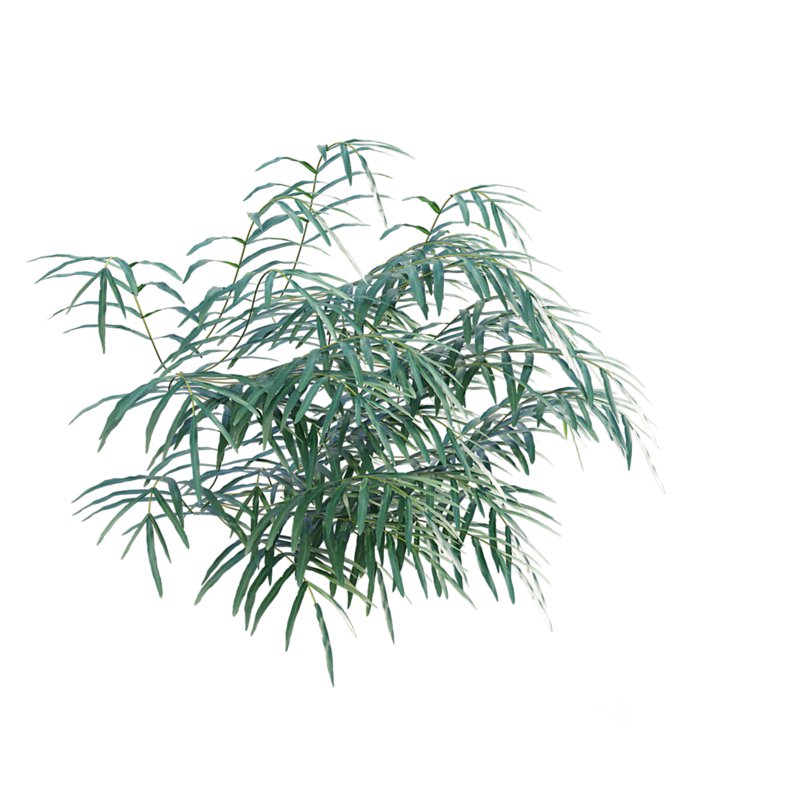 Pteris umbrosa – Jungle Brake Fern Image 6