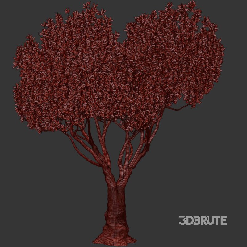 Olive Tree Set52 Image 3