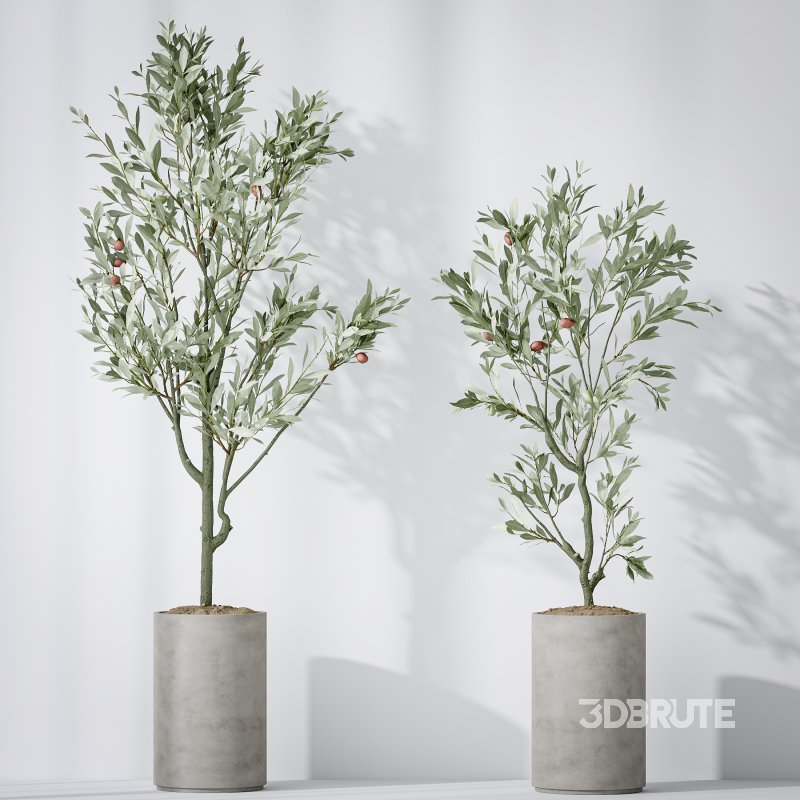 AV Indoor plants set 167 Aspidistra Elatior and Warneckii Lemon Lime and Mission Olive Tree Image 6