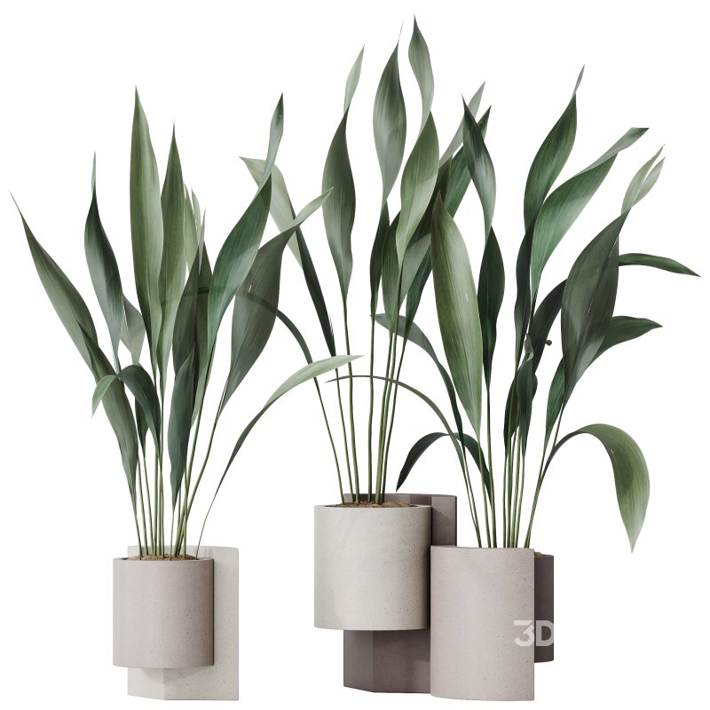 AV Indoor plants set 167 Aspidistra Elatior and Warneckii Lemon Lime and Mission Olive Tree Image 3