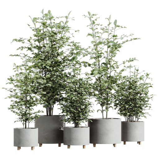 AV HousePlants Alnus Glutinosa Alder Betulaceae Schwarzerle Betulus Hazel Erle Set02
