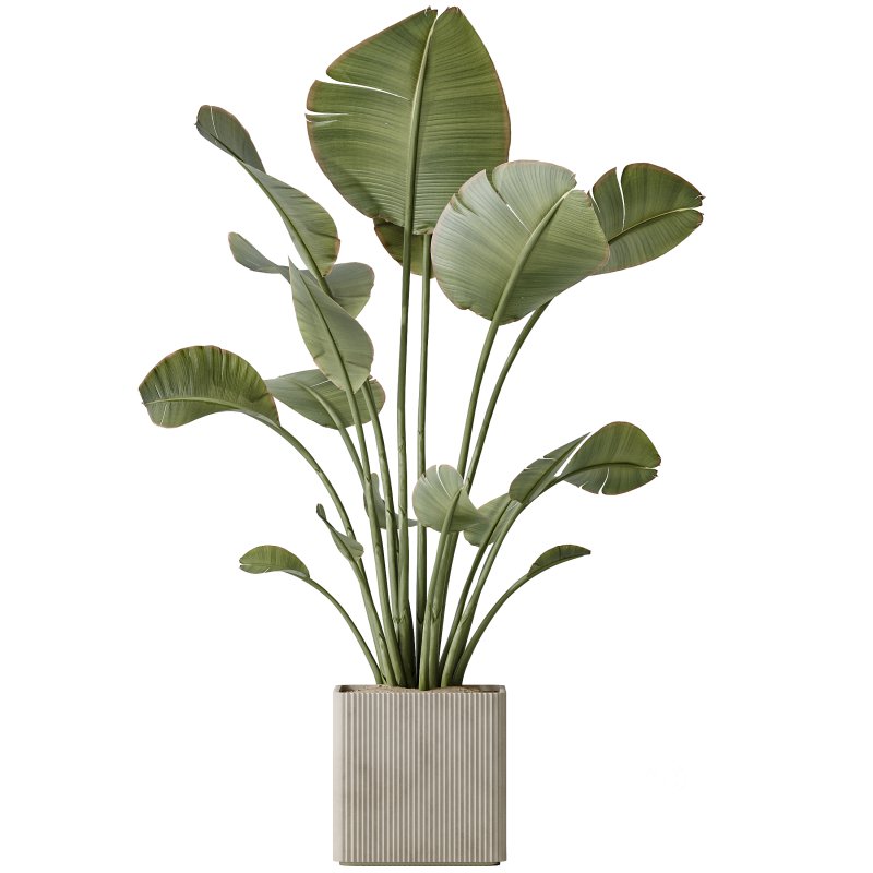 AV Indoor plants set 165 Arbequina Wilsonii Chemlali Olive and Mandarin Citrus Fruit Orange and Ravenala Banana Strelitzia Image 3