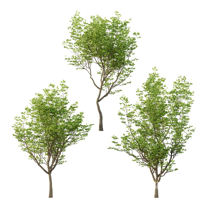 Fraxinus Rhynchophylla Tree 01 Image 3