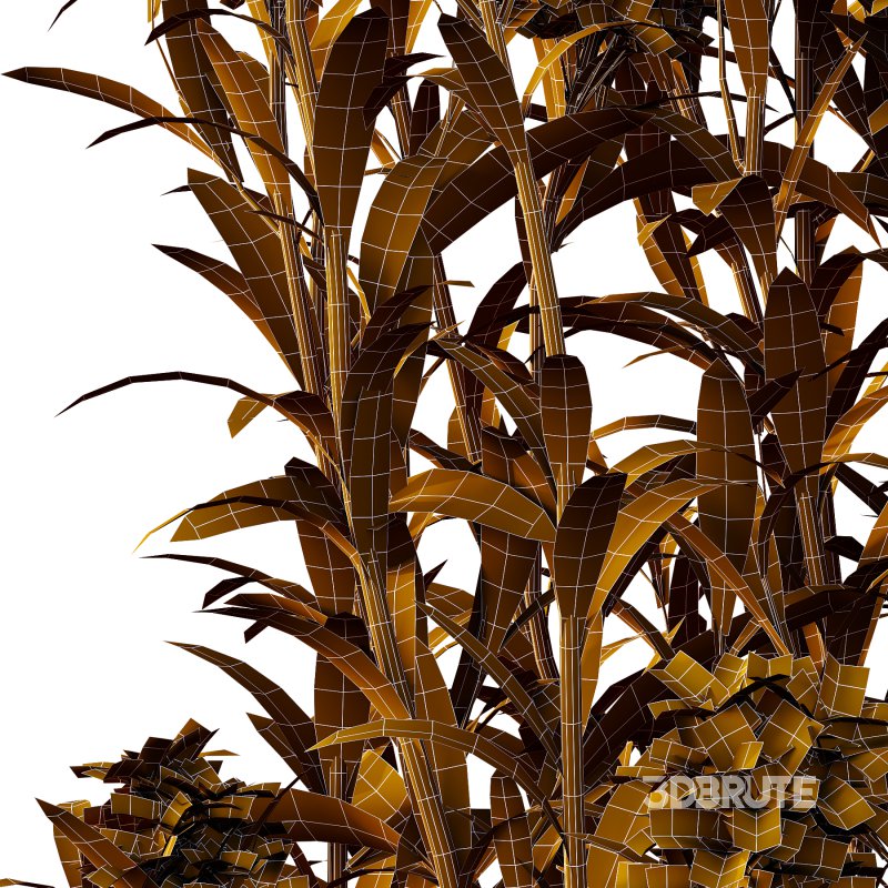 Euphorbia palustris Plant 03 Image 4