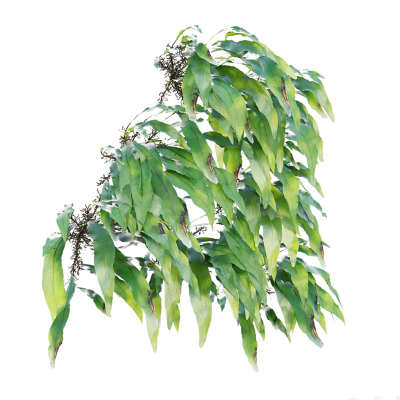 Neolepisorus fortunei Image 6