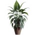 AV HousePlants - Thumbnail 1