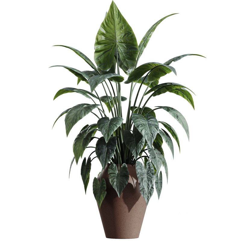 AV HousePlants Image 1