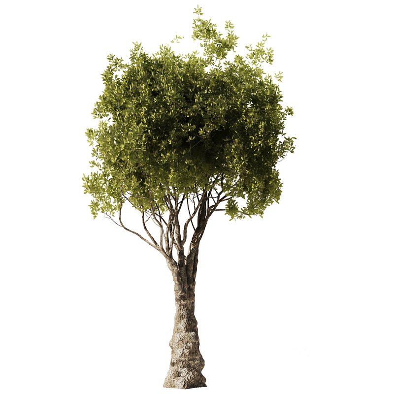 Olive Tree Set51 Image 2