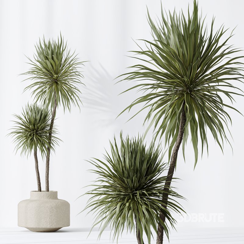 AV Indoor plants set 172 Mission Arbequina Olive and Ravenala Banana Strelitzia and Spineless Yucca Aloifolia Rostrata Image 8