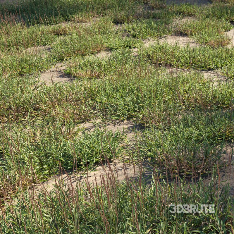 Eremochloa ophiuroides – wild Image 1