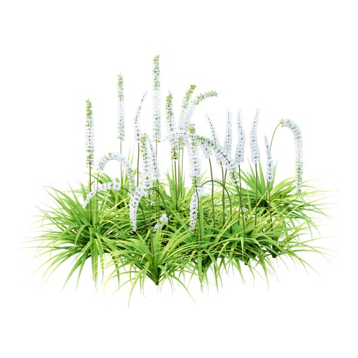 eremurus himalaicus Plant 01
