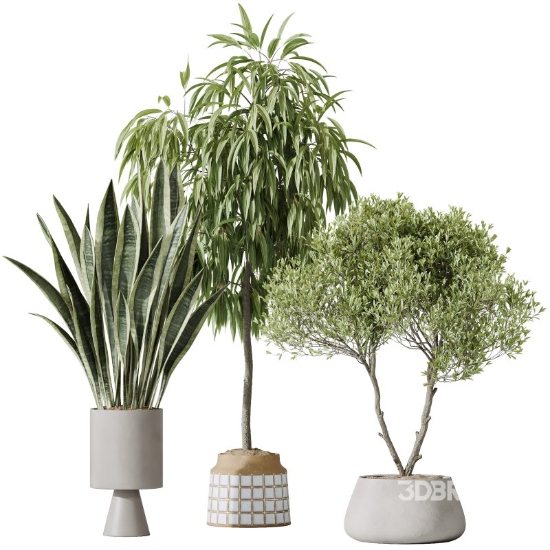 AV Indoor plants set 174 Ficus Binnendijkii and Mission Leccino Arbequina Olive and Snake Green Sansevieria Image 4