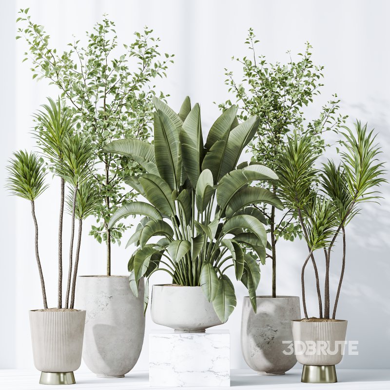 AV Indoor plants set 159 Europaea Olive Eucalyptu Joyplants and Spineless Yucca Aloifolia Rostrata Palm and Ravenala Banana Strelitzia Image 8