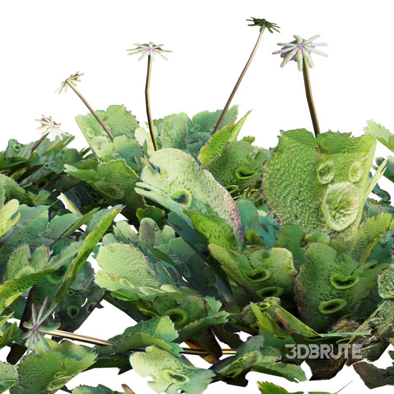 Marchantia polymorpha Image 2