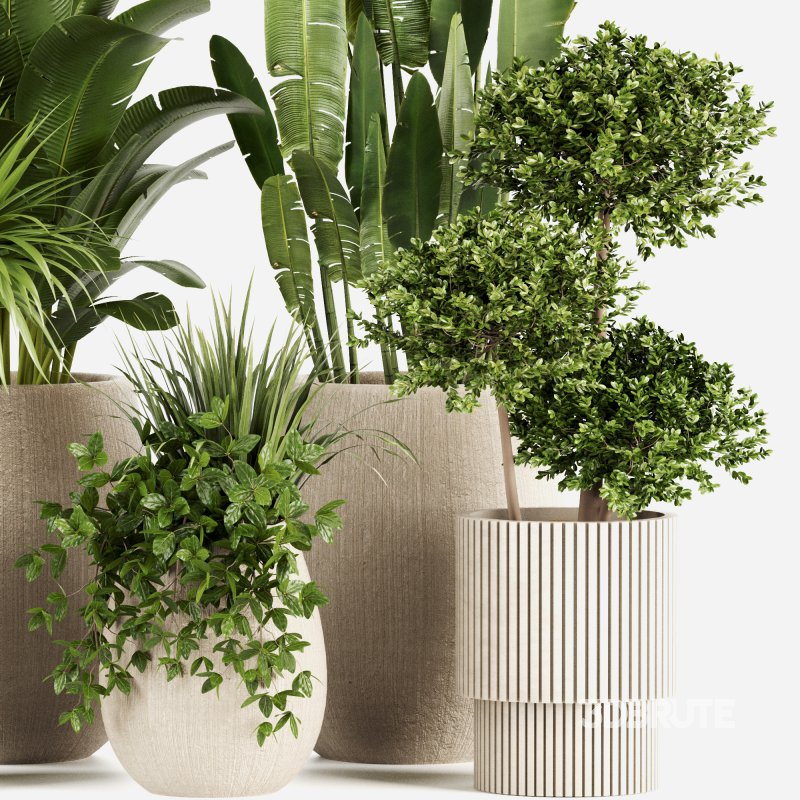 Indoor plants set160 Image 4