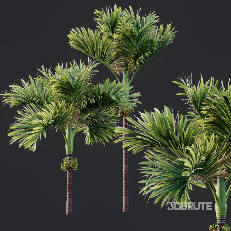 AV Ravenala Madagascariensis Travelers Palm and Areca Catechu Decorative Garden Fruit Image 8