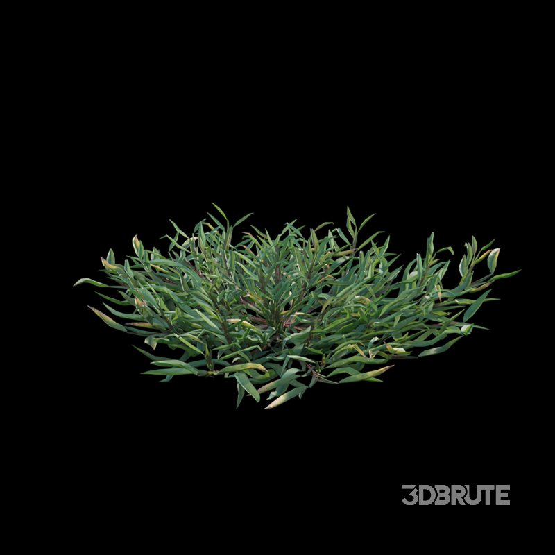 Eremochloa ophiuroides – set 01 Image 5