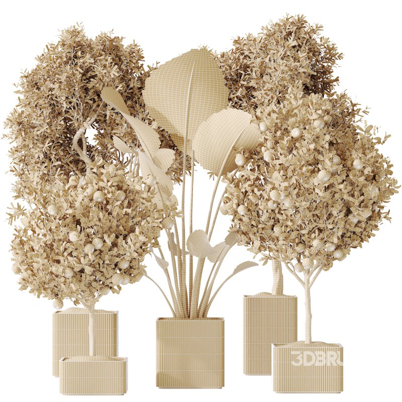 AV Indoor plants set 165 Arbequina Wilsonii Chemlali Olive and Mandarin Citrus Fruit Orange and Ravenala Banana Strelitzia Image 8