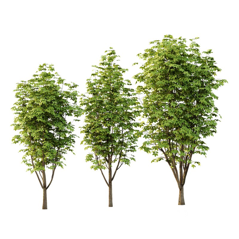 Fraxinus Rhynchophylla Tree 04 Image 2