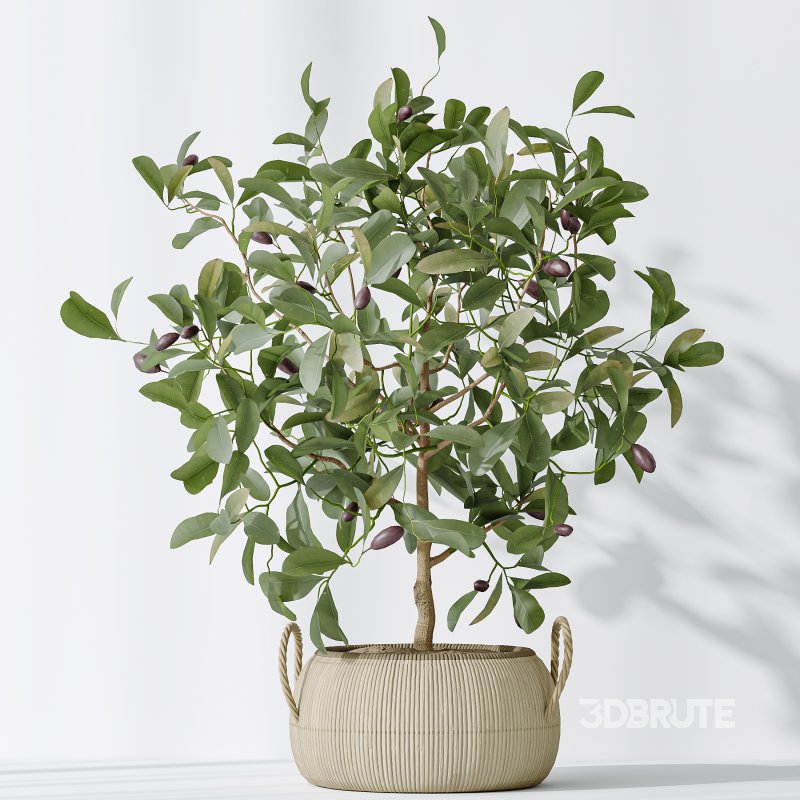 AV Indoor plants set 161 Arbequina Wilsonii Chemlali Olive and Ravenala Banana Strelitzia Nicolai and Briful Pachira Aquatica Image 7