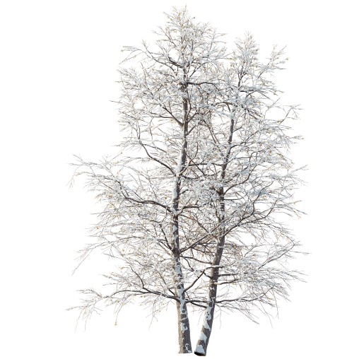AV Plants Alnus Glutinosa Winter Snow Tree