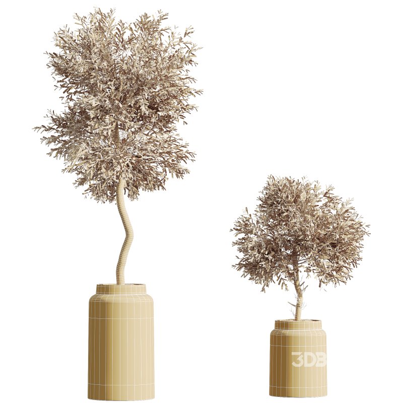 AV HousePlants Olive Elegant Mission Kalamata Leccino Arbequina Wilsonii Set02 Image 3