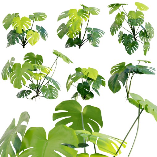 Monstera deliciosa