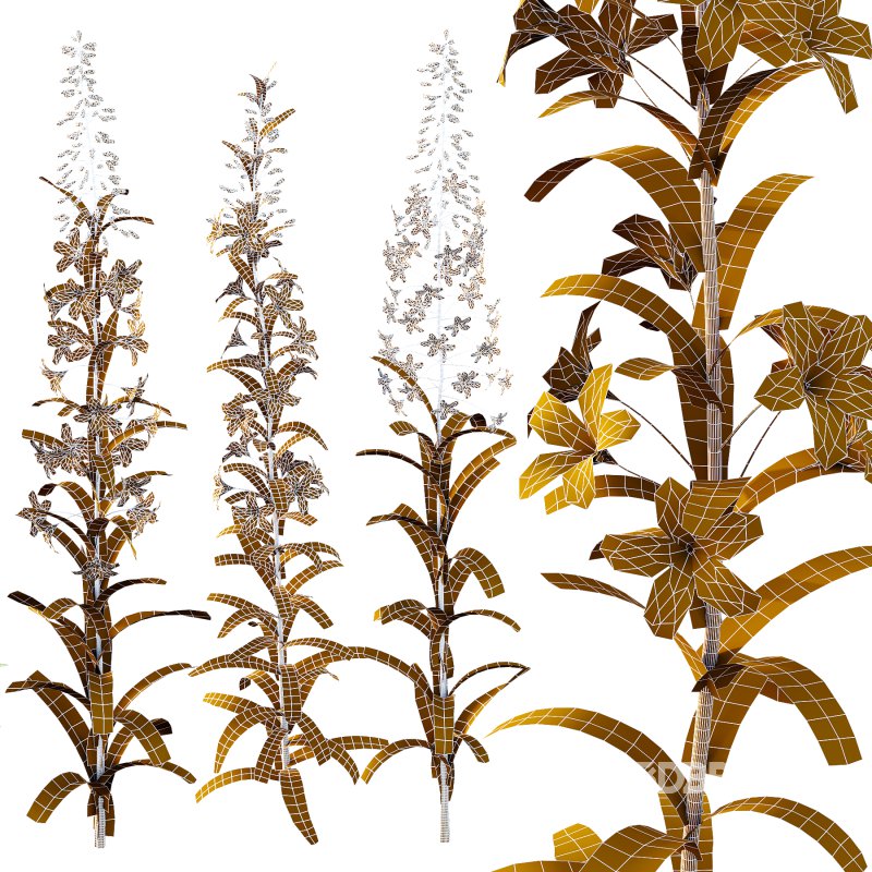 epilobium angustifolium Plant 01 Image 2