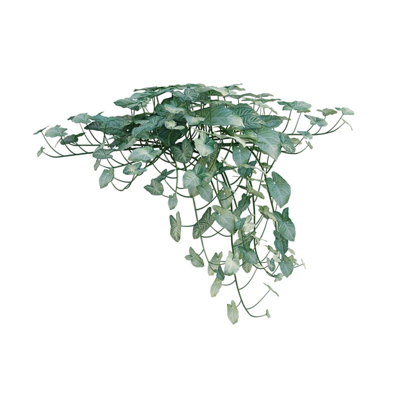 Aglaonema muntifolium 02 Image 7