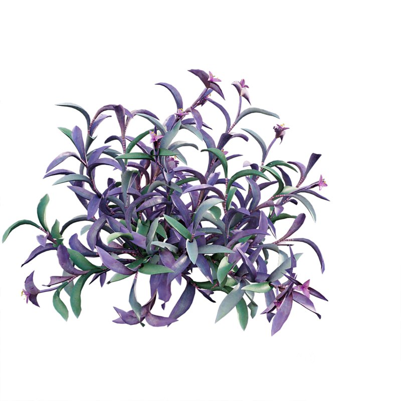 Tradescantia pallida – Purple Heart Image 4