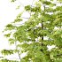 Fraxinus Rhynchophylla Tree 03 - Thumbnail 2