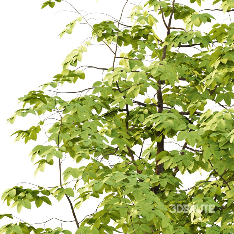 Fraxinus Rhynchophylla Tree 03 Image 2