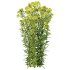 Euphorbia palustris Plant 05 - Thumbnail 2