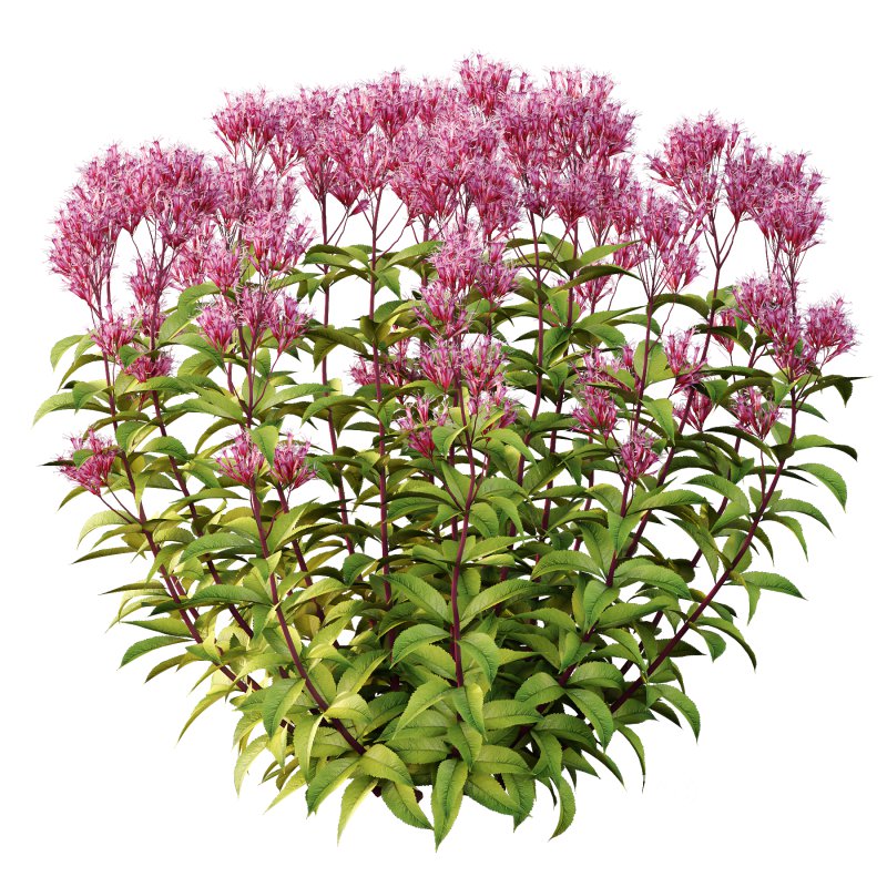 Eupatorium Purpureum Plant 02 Image 3