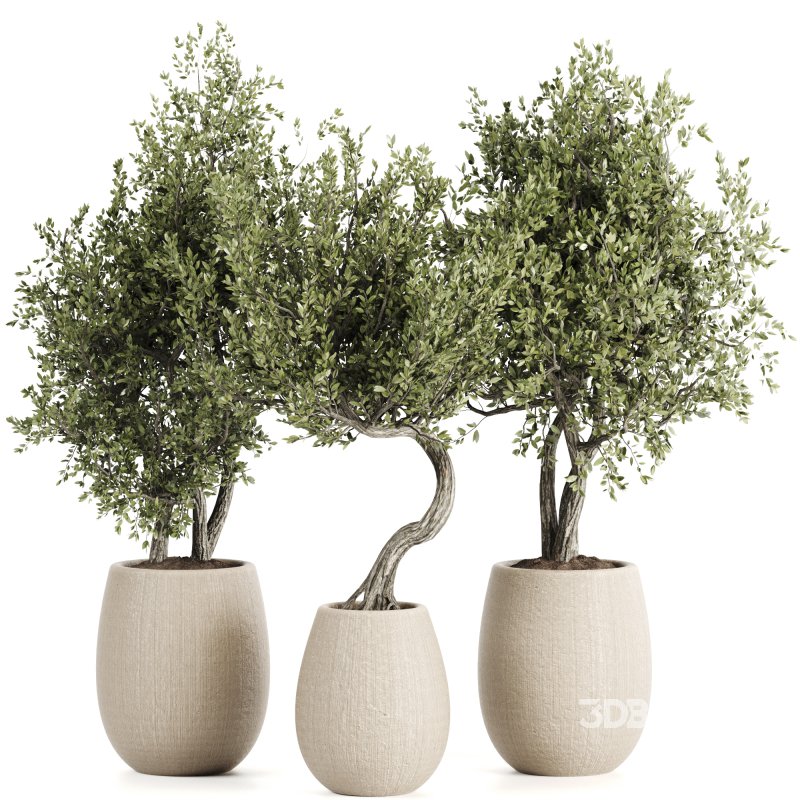 Indoor plants set161 Image 2