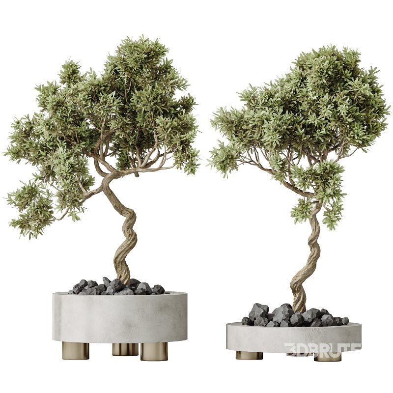 AV Indoor plants set 157 Mission Kalamata Chemlali Olive and Spathiphyllum Wallisii Bellini Peace Lily Domino Image 4