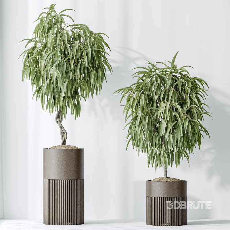 AV Indoor plants set 158 Europaea Olive Eucalyptu Joyplants and Ficus Binnendijkii Alii Maclellandii Image 6