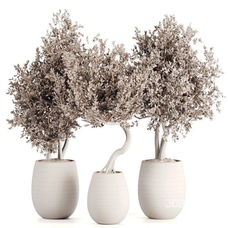 Indoor plants set161 Image 5