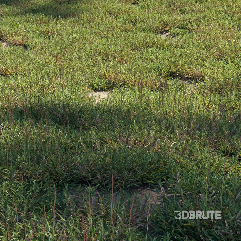 Eremochloa ophiuroides – set 02 Image 2